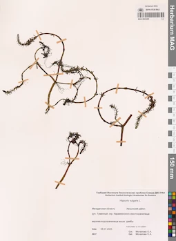 MAG 0023209