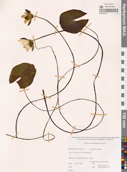 MAG 0023211