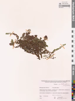 MAG 0023221