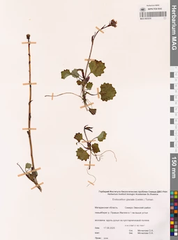 MAG 0023235