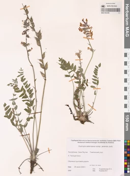 MAG 0023286
