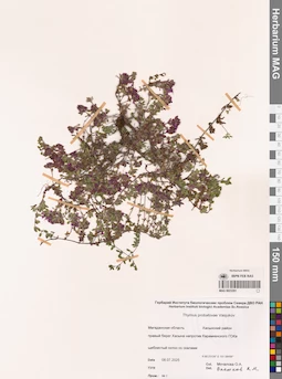 MAG 0023291
