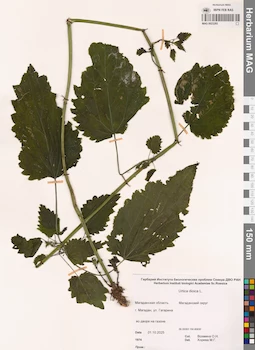 MAG 0023293