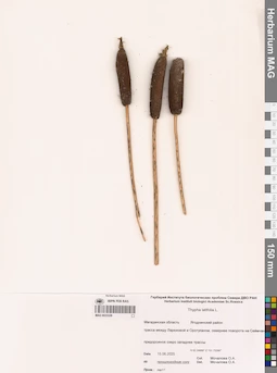 MAG 0023339