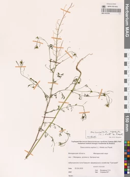 MAG 0023294