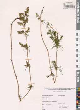 MAG 0023297