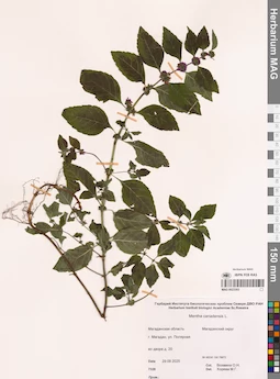 MAG 0023303