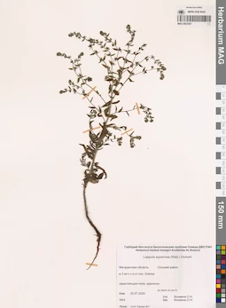 MAG 0023307