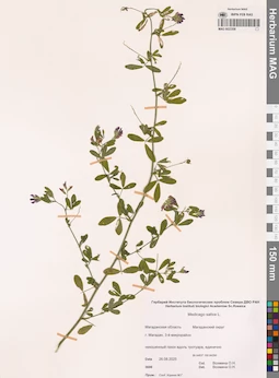 MAG 0023308