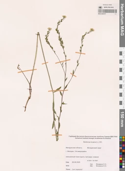 MAG 0023311
