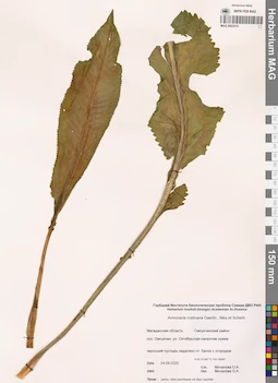 MAG 0023315