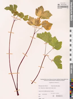 MAG 0023326