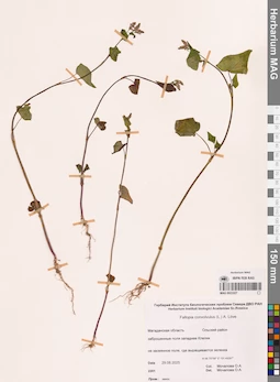 MAG 0023327