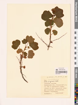 MAG 0023347