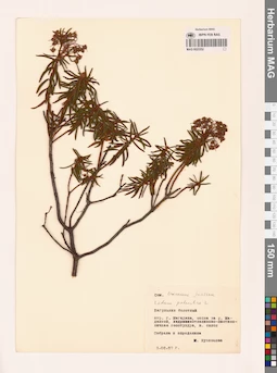 MAG 0023352