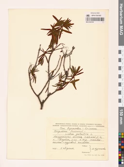 MAG 0023354