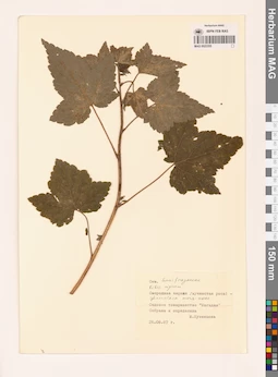 MAG 0023355