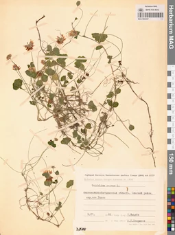 MAG 0023357