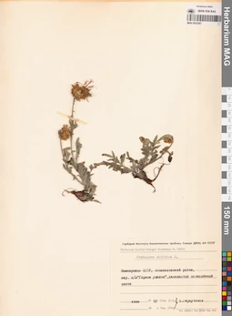 MAG 0023367
