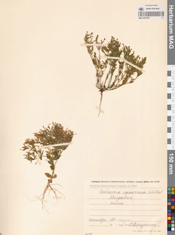 MAG 0023369