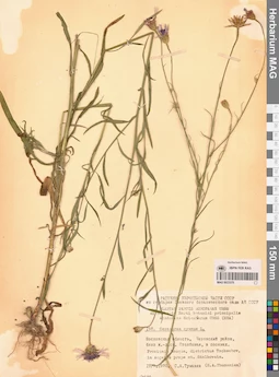 MAG 0023370
