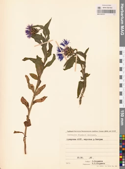 MAG 0023373