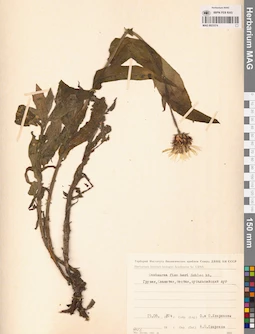 MAG 0023374