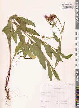 MAG 0023375