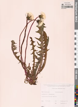 MAG 0007094