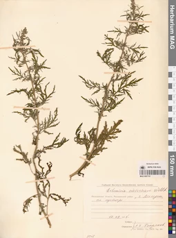 MAG 0007191