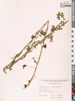 MAG 0007197