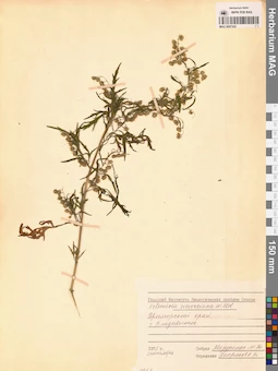 MAG 0007202