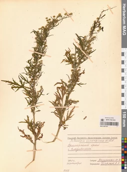 MAG 0007203