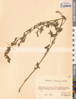 MAG 0007204