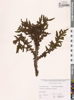 MAG 0006078