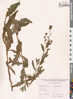 MAG 0007119