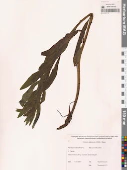 MAG 0007126