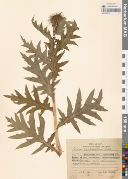 MAG 0023379