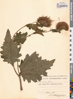 MAG 0023380
