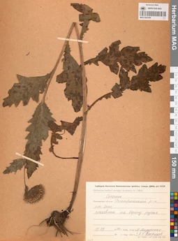 MAG 0023384