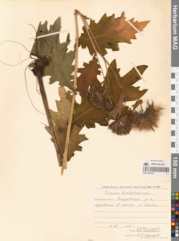 MAG 0023385