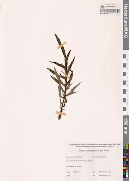 MAG 0023390