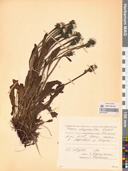 MAG 0023397
