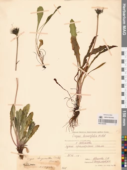 MAG 0023399