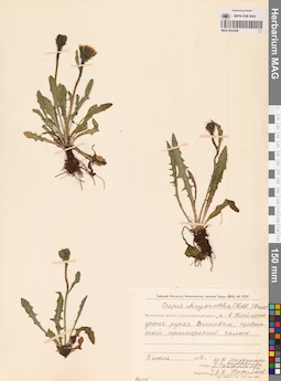 MAG 0023406