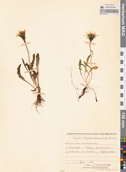 MAG 0023415