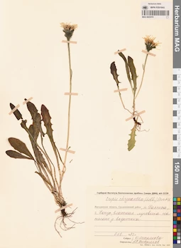 MAG 0023416