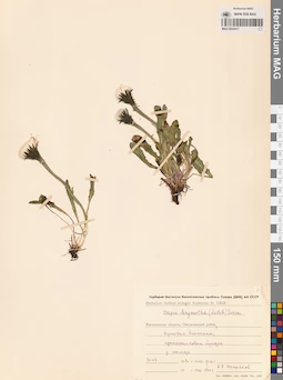 MAG 0023417