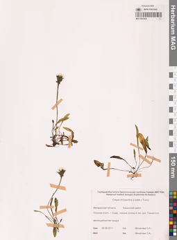 MAG 0023424