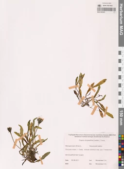 MAG 0023425